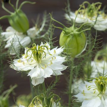 Damigella scapigliata Blanche à capsule verte