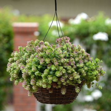 Origano Kirigami (Semi rivestiti) Origano Kirigami (Semi rivestiti)