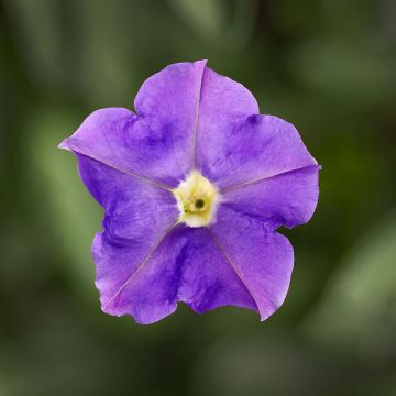 Petunia Flashforward Sky Blue (Semi rivestiti) Petunia Flashforward Sky Blue (Semi rivestiti)