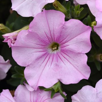 Petunia F1 Easy Wave Pink Pearl (semi) Petunia F1 Easy Wave Pink Pearl (semi)