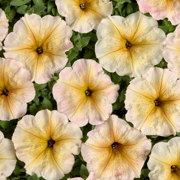 Petunia Ingrid F1 (Semi rivestiti)