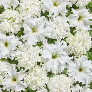 Petunia  fimbriata White Double (Semi rivestiti)