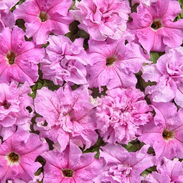Petunia grandiflora Peace (Semi rivestiti)