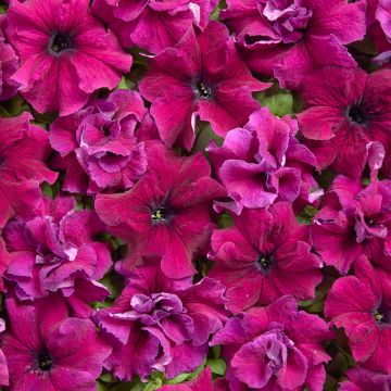Petunia grandiflora Purple Dwarf (Semi rivestiti)