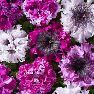 Petunia grandiflora Superbissima Cerny's Triumph (Semi rivestiti)
