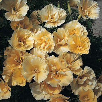 Eschscholzia Buttermilk - Papavero della California