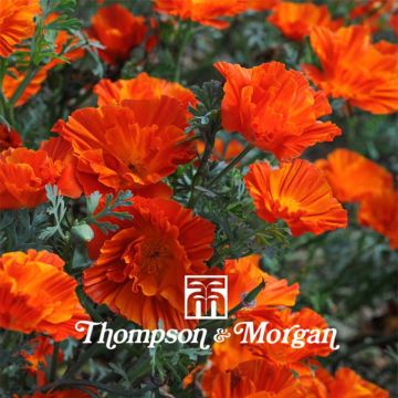 Eschscholzia Copper Swirl - Papavero della California