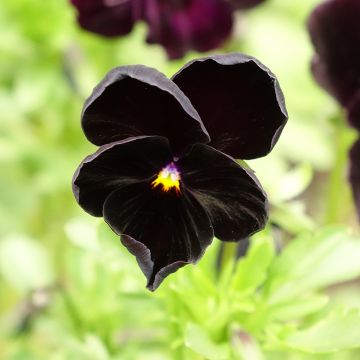 Viola Black Cristal