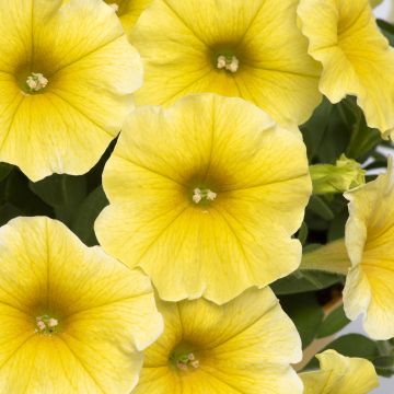 Petchoa Caliburst Yellow (semi) Petchoa Caliburst Yellow (semi)