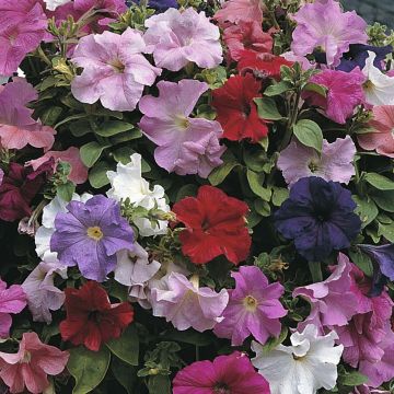 Petunia Cascade Extra