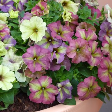 Petunia Shake Raspberry