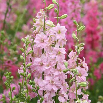 Delphinium Imperial QIS Light Pink  (semi) - Speronella