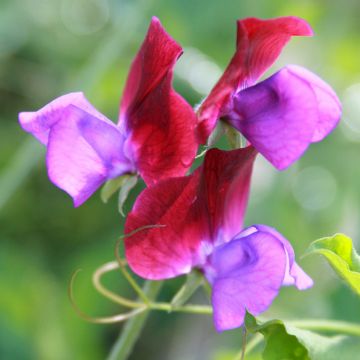 Pisello odoroso Bicolour Purple Pimpernel