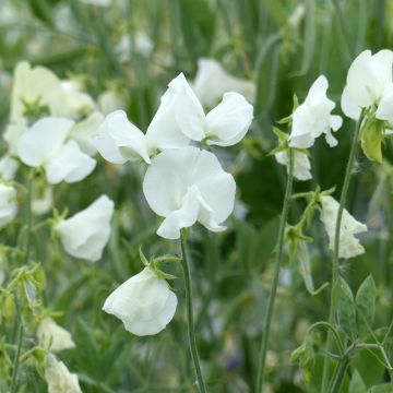 Pisello odoroso Spring Sunshine White (semi) - Lathyrus odoratus Pisello odoroso Spring Sunshine White (semi) - Lathyrus odoratus
