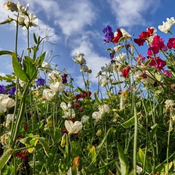 Pisello odoroso Spring Winter Sunshine Formula Mix (semi)