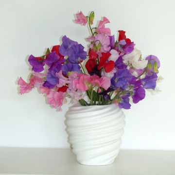 Pisello odoroso Spring Winter Sunshine Formula Mix (semi) Pisello odoroso Spring Winter Sunshine Formula Mix (semi)