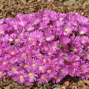 Delosperma cooperi Table Mountain (Semi rivestiti) Delosperma cooperi Table Mountain (Semi rivestiti)