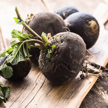 Ravanello Nero rapa tonda d'inverno BIO