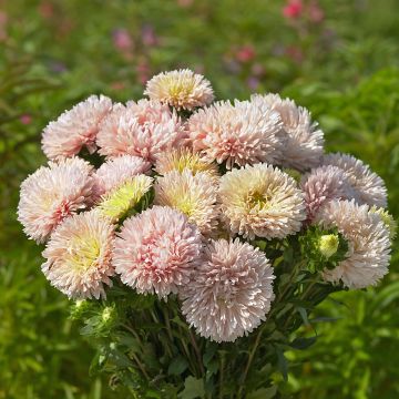 Astro della Cina King Size Apricot - Callistephus