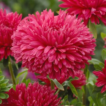 Astro della Cina King Size Red (semi) - Callistephus chinensis