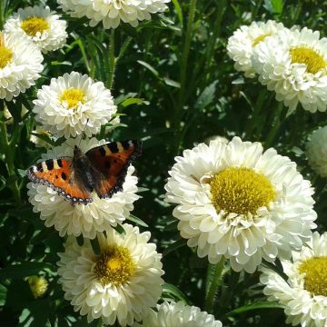 Astro della Cina Matsumoto Field grown Mix BIO (semi) - Callistephus chinensis