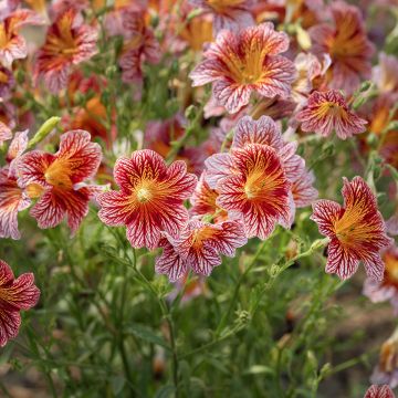 Salpiglossis sinuata Tora Red (Semi rivestiti) Salpiglossis sinuata Tora Red (Semi rivestiti)