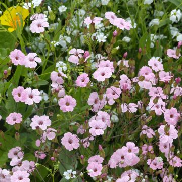 Vaccaria hispanica Pink Beauty BIO (semi) Vaccaria hispanica Pink Beauty BIO (semi)