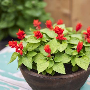 Salvia splendens Reddy Lime-leaved Red (semi) - Salvia rossa