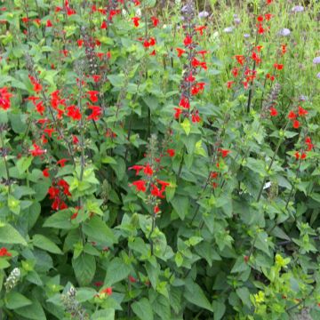 Salvia coccinea (semi)