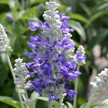 Salvia farinacea Strata Blue and White