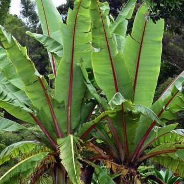 Ensete glaucum (semi) - Banano delle nevi