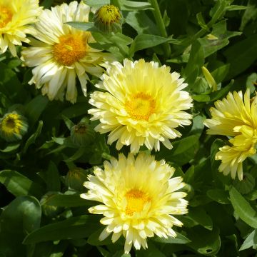 Calendula officinalisDouble Lemon (semi) - Calendola Calendula officinalisDouble Lemon (semi) - Calendola