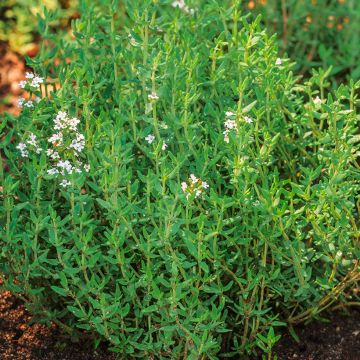 Thymus vulgaris - Timo d'estate BIO
