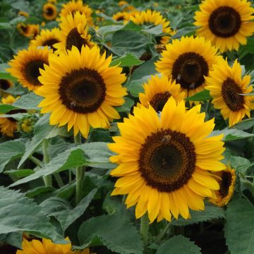 Girasole Pradera F1 Gold Girasole Pradera F1 Gold