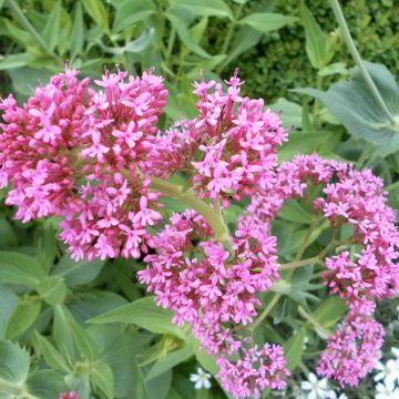 Centranthus ruber Rosato (semi) - Valeriana rossa