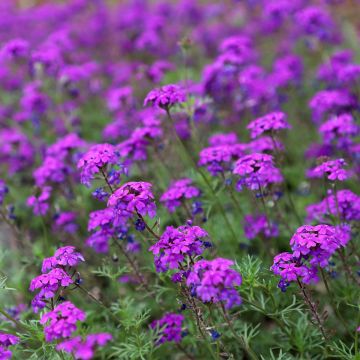Verbena Imagination (semi) Verbena Imagination (semi)