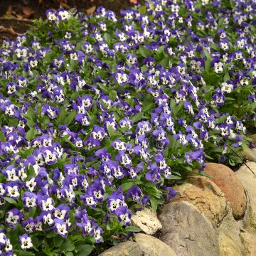 Viola cornuta Sorbet XP Delft Blue (semi)