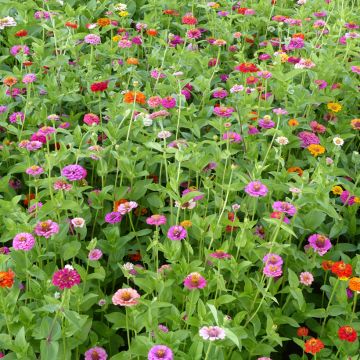 Zinnia elegans Lilliput Mix BIO (semi) Zinnia elegans Lilliput Mix BIO (semi)
