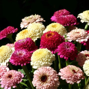 Zinnia elegans Zinderella Fashion