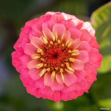 Zinnia Lilliput Oklahoma Salmon (semi) Zinnia Lilliput Oklahoma Salmon (semi)