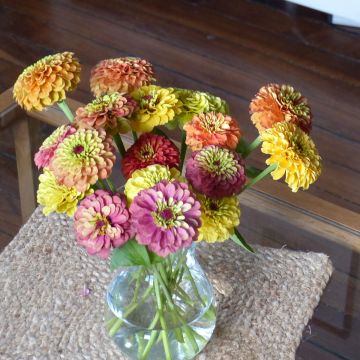 Zinnia elegans Queen Lime Bicolors Mix (semi) Zinnia elegans Queen Lime Bicolors Mix (semi)