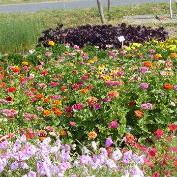 Zinnia nain Pépito Extra Mix (semi) Zinnia nain Pépito Extra Mix (semi)