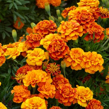 Tagetes patula Reine Sophie BIO (semi) Tagetes patula Reine Sophie BIO (semi)