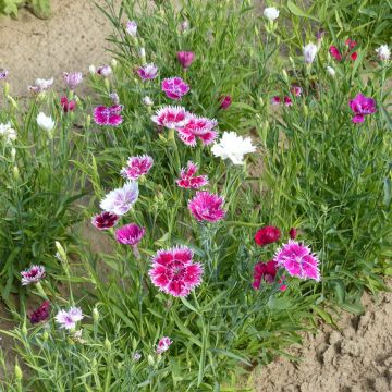 Dianthus chinensis Gaiety single Mix (semi) - Garofano Dianthus chinensis Gaiety single Mix (semi) - Garofano
