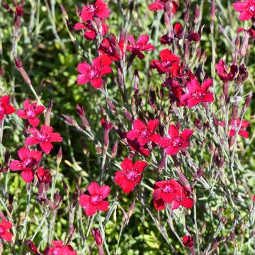 Dianthus deltoïdes Fanal (Flashing Lights) (semi) - Garofanino minore
