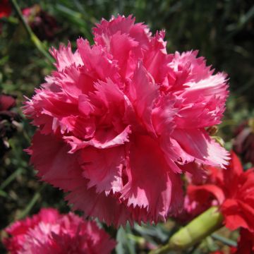 Dianthus caryophyllus Triumph Rose (semi) - Garofano comune Dianthus caryophyllus Triumph Rose (semi) - Garofano comune