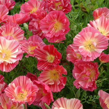 Eschscholzia Thai Silk Rose Chiffon - Papavero della California