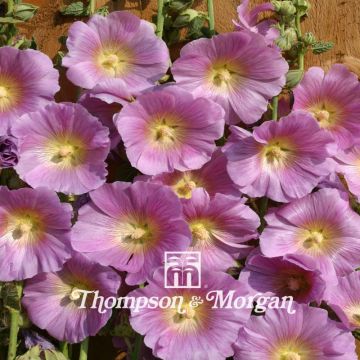 Alcea rosea Halo Pink - Malvarosa