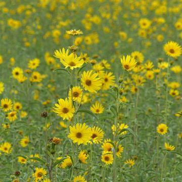 Helianthus maximilianii - Girasole Helianthus maximilianii - Girasole