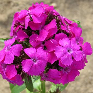 Dianthus barbatus Etournelle Lilac (semi) - Garofano dei poeti